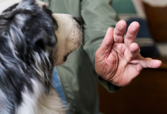 A white and black dog's head next to a left hand outstretched with Dupuytren's contracture in the fourth finger